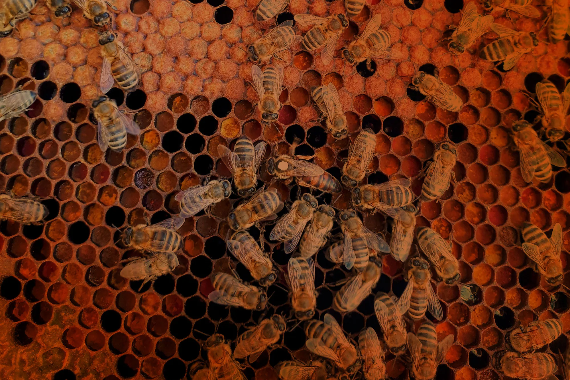 Bees on a honeycomb