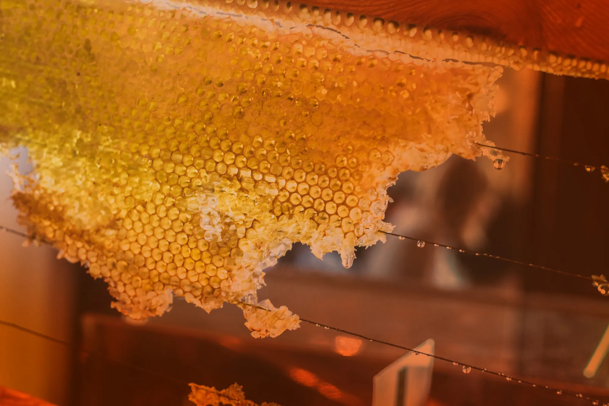 Fresh honeycomb